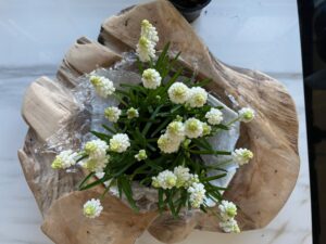 Holzschale Weiße Muscari Dicht An Dicht