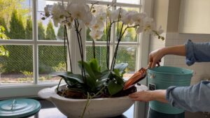 Orchideen Holzschale Orchineenerde Bedecken