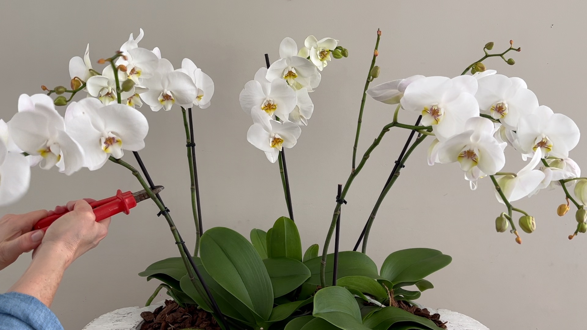 Orchideen Stäbe Kürzen Zange