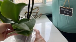 Orchideen Aus Verpackung Heben