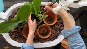 Orchideen In Terrakottatoepfe Stellen