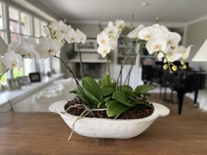 Weiße Orchideen Weiße Schale
