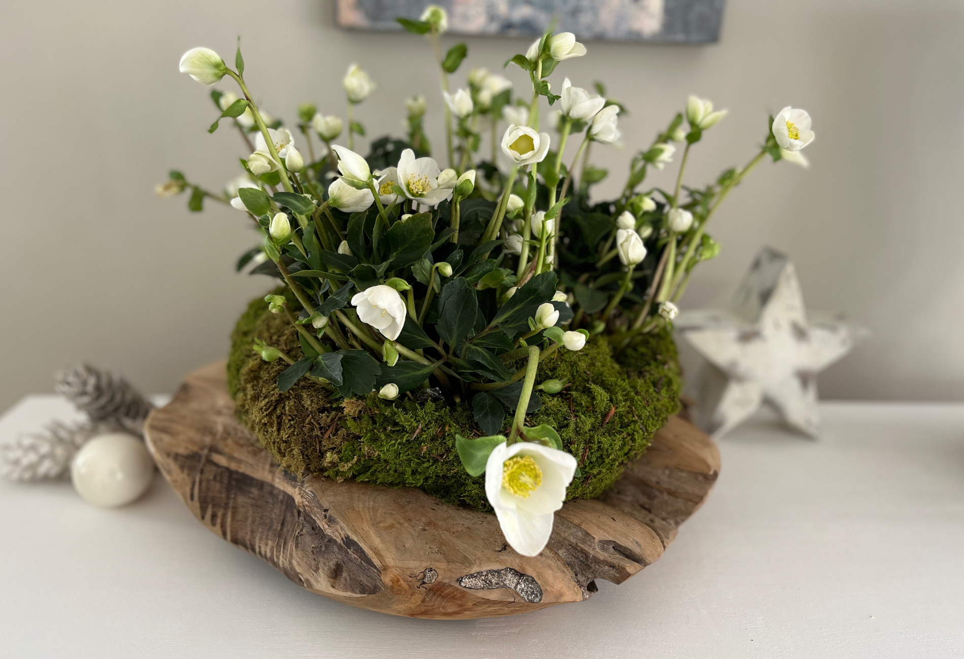 Christrosenschale - weiße Christrose mit Moos