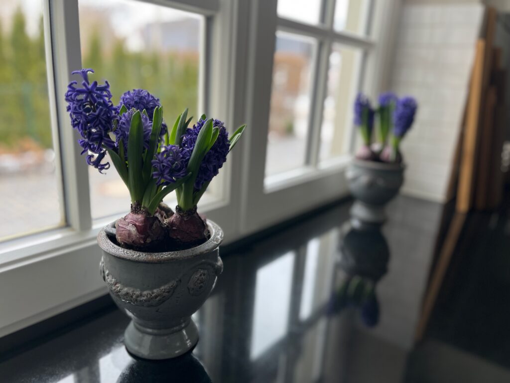 Blaue Hyazinthen Grauer Uebertopf Kueche
