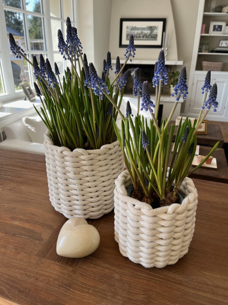 Blaue Muscari Weiße Flechtkörbe
