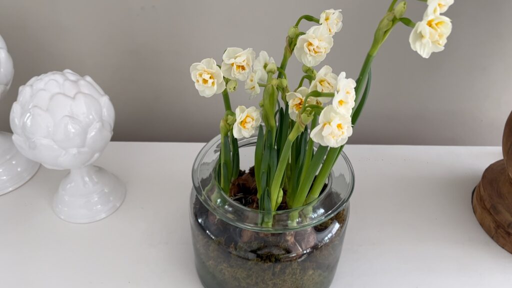 Ikea Frühlingsblumen Narzissen