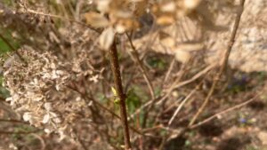 Drei Knospen Limelight