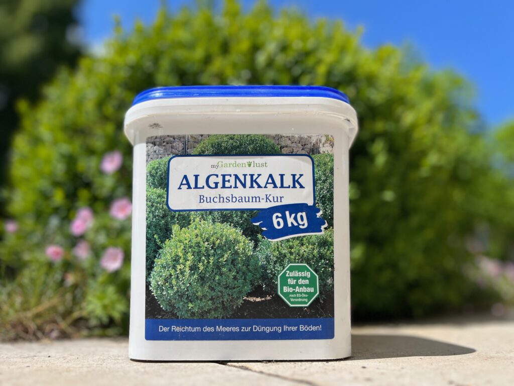 Buchsbaum Algenkalk Kur