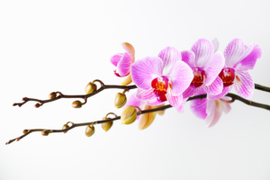 Orchidee Viele Knospen