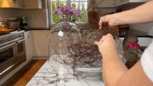 Muehlenbeckia Auseinander Ziehen