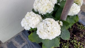 Weisse Hortensien Discounter