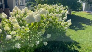 Limelight Hortensien Bluehte