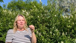 Steckling Liguster Nici